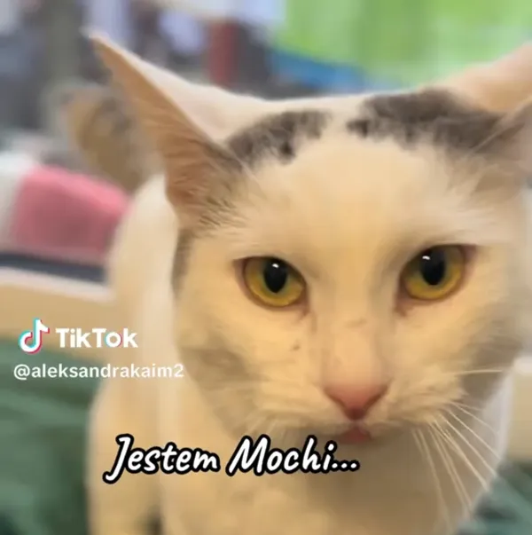 Kot do adopcji, Radom, 21 grudnia 2025