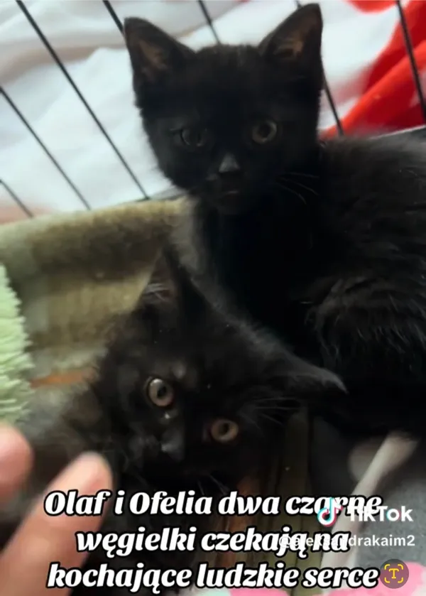 Kot do adopcji, Radom, 21 grudnia 2025