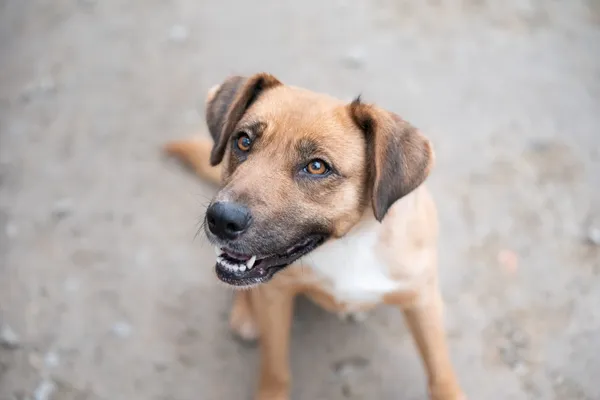 Pies do adopcji, Nowodwór, 21 grudnia 2025 (1/5)