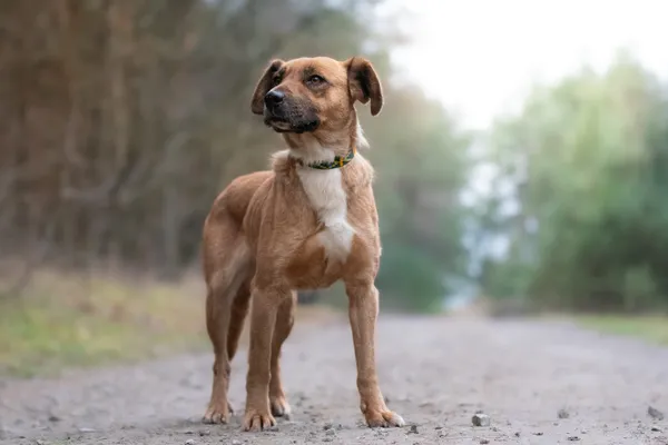 Pies do adopcji, Nowodwór, 21 grudnia 2025 (5/5)