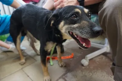 Pies do adopcji, Kraków, 7 grudnia 2025