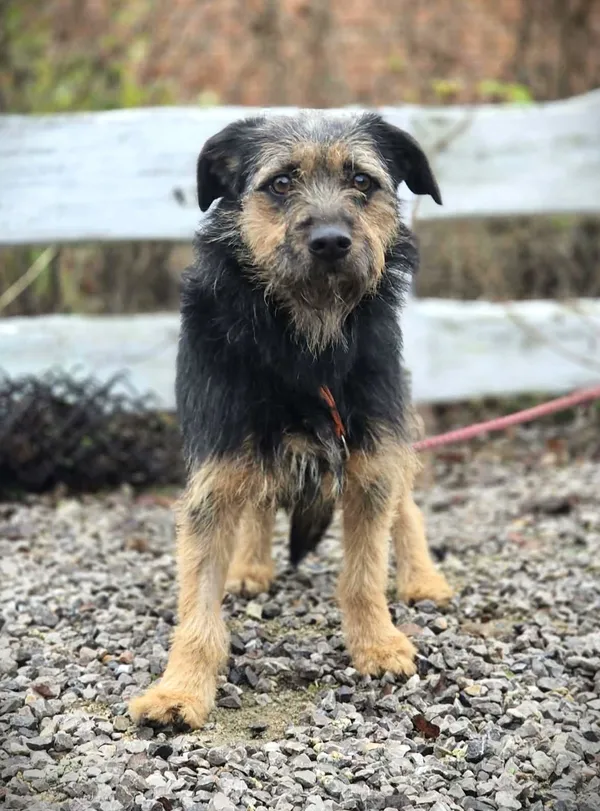 Oddam psa, Warszawa, Marymont-Ruda, 22 grudnia 2025 (1/4)