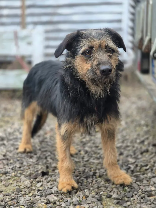 Oddam psa, Warszawa, Marymont-Ruda, 22 grudnia 2025 (3/4)