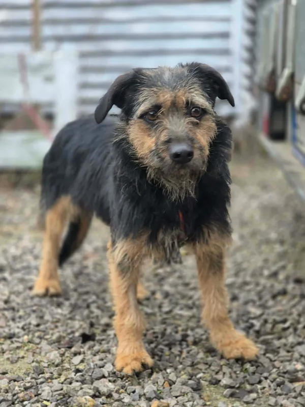 Oddam psa, Warszawa, Marymont-Ruda, 22 grudnia 2025 (4/4)