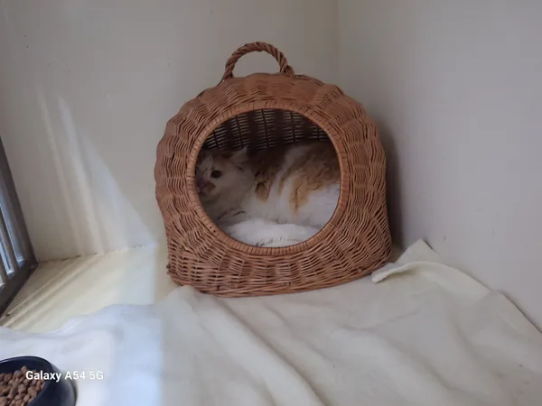 Kot do adopcji, Orzechowce, 21 grudnia 2025 (1/3)