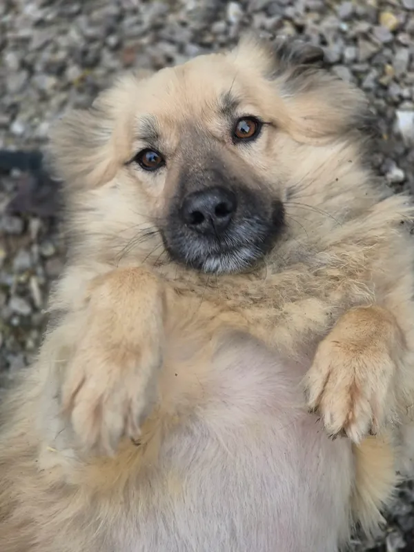 Oddam psa, Mory, Gołąbki, 22 grudnia 2025 (1/4)