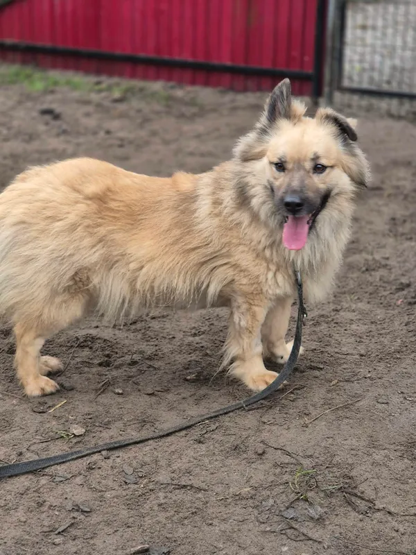 Oddam psa, Mory, Gołąbki, 22 grudnia 2025 (3/4)