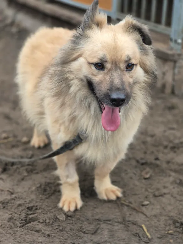 Oddam psa, Mory, Gołąbki, 22 grudnia 2025 (4/4)