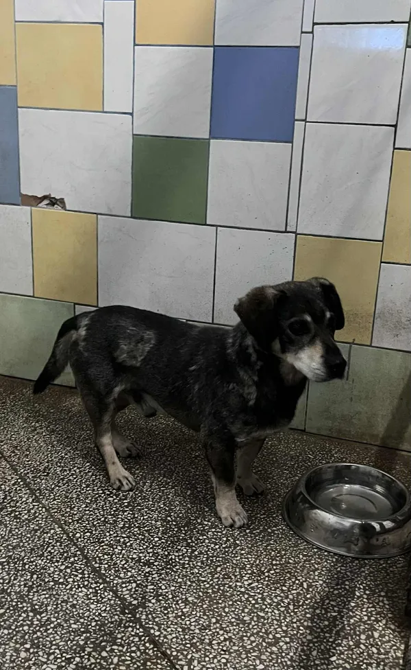 Pies do adopcji, Włocławek, 21 grudnia 2025 (1/2)