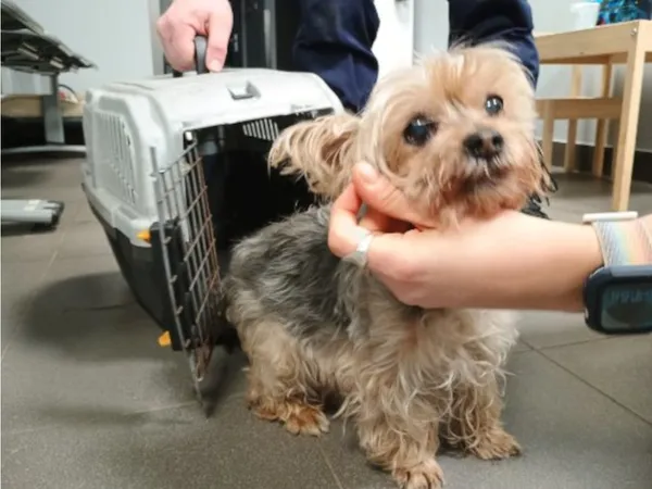 Znaleziono psa, Bydgoszcz, 20 grudnia 2025