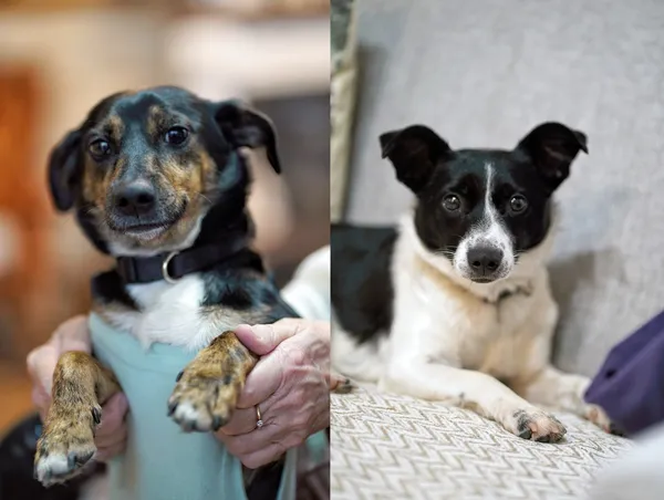 Oddam psa, Warszawa, Powązki, 22 grudnia 2025 (1/6)