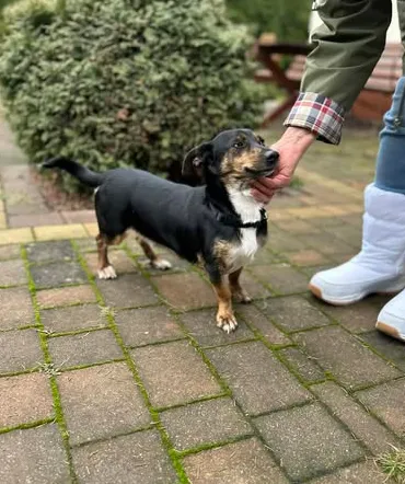 Oddam psa, Warszawa, Powązki, 22 grudnia 2025 (2/6)