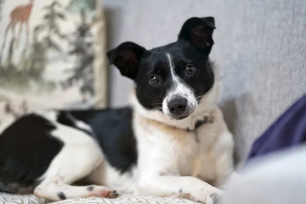 Oddam psa, Warszawa, Powązki, 22 grudnia 2025 (5/6)