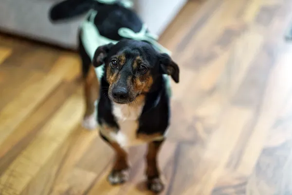 Oddam psa, Warszawa, Powązki, 22 grudnia 2025 (6/6)