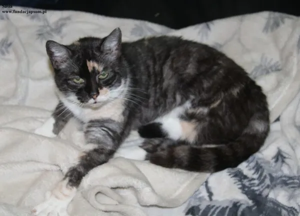 Kot do adopcji, Nowy Dwór Mazowiecki, 22 grudnia 2025 (1/5)