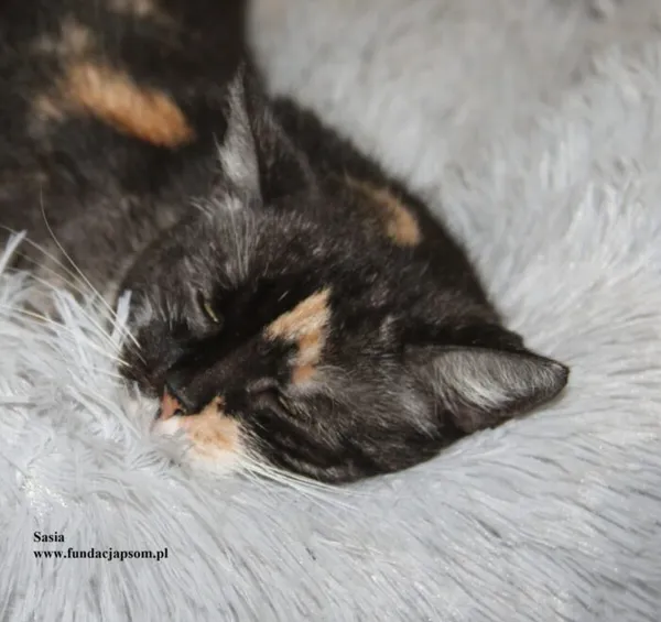 Kot do adopcji, Nowy Dwór Mazowiecki, 22 grudnia 2025 (2/5)