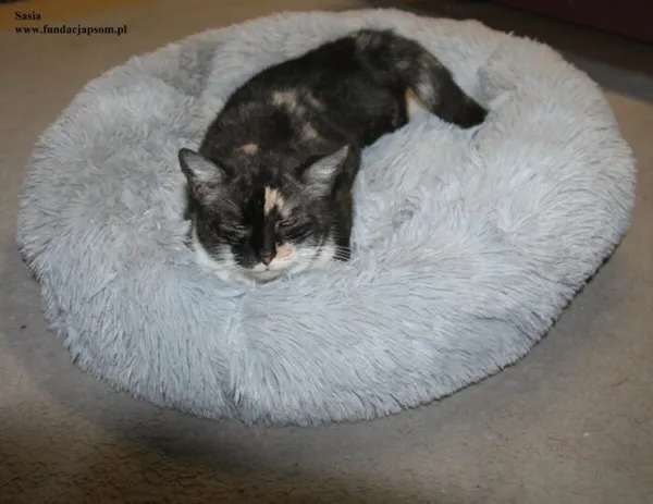 Kot do adopcji, Nowy Dwór Mazowiecki, 22 grudnia 2025 (3/5)