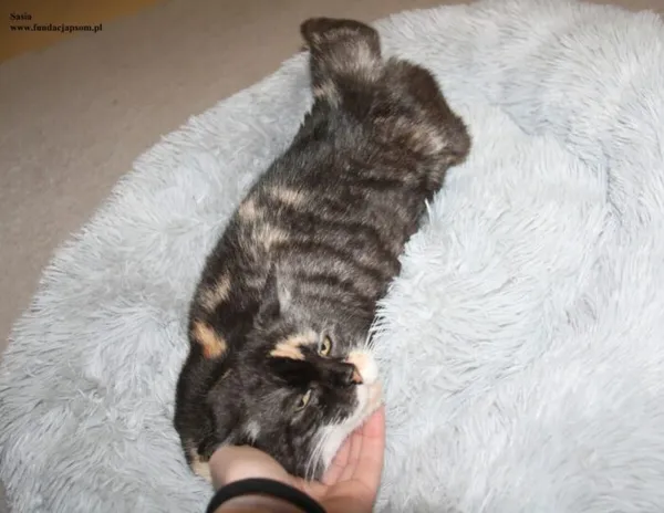 Kot do adopcji, Nowy Dwór Mazowiecki, 22 grudnia 2025 (4/5)