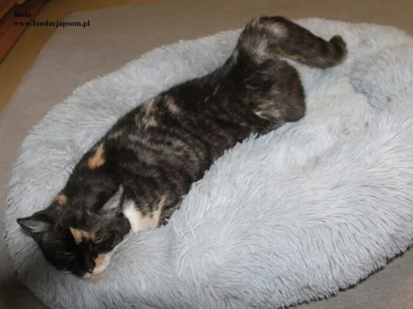 Kot do adopcji, Nowy Dwór Mazowiecki, 22 grudnia 2025 (5/5)