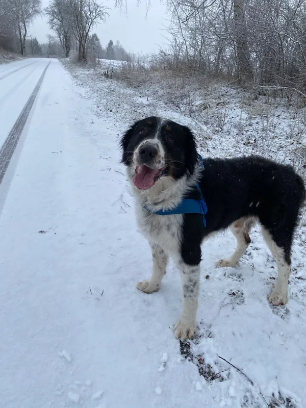 Zaginął pies, Świętochowo, 22 grudnia 2025 (2/2)