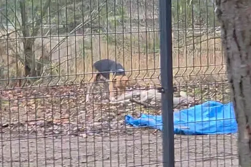 Znaleziono psa, Dąbrówka, 22 grudnia 2025 (1/2)