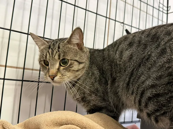 Znaleziono kota, Sosnowiec, 22 grudnia 2025