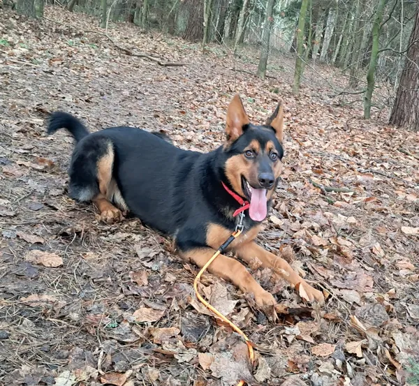 Pies do adopcji, Olsztyn, 19 grudnia 2025 (1/5)