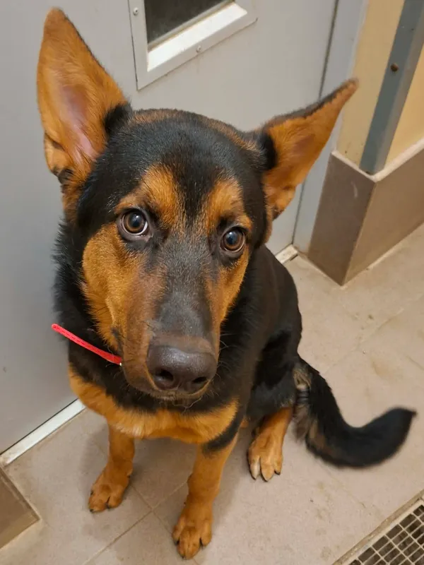 Pies do adopcji, Olsztyn, 19 grudnia 2025 (4/5)