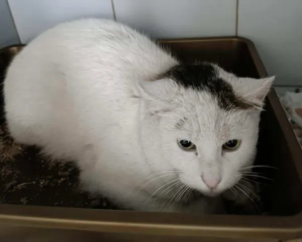 Znaleziono kota, Lublin, 21 grudnia 2025