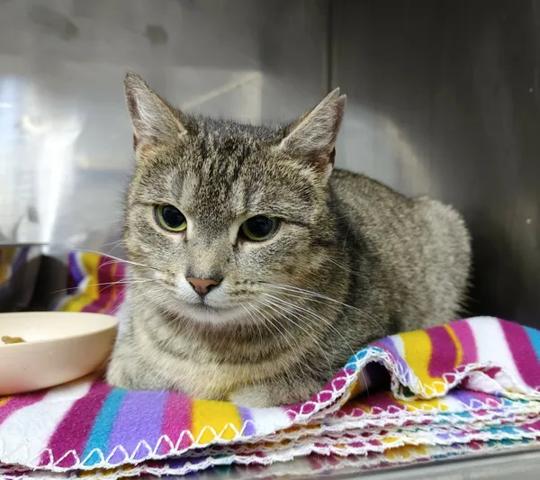 Kot do adopcji, Włocławek, 21 grudnia 2025