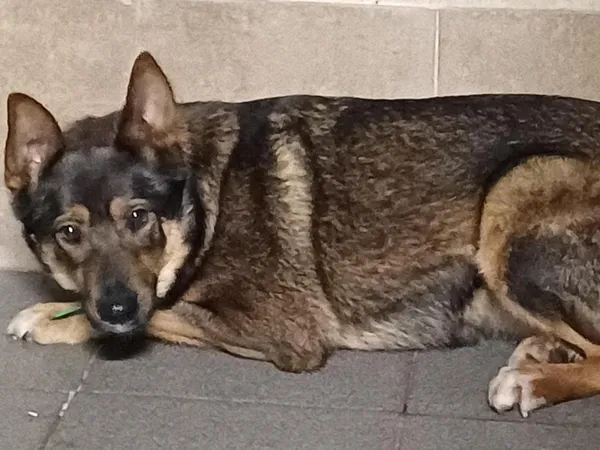 Znaleziono psa, Toruń, 18 grudnia 2025