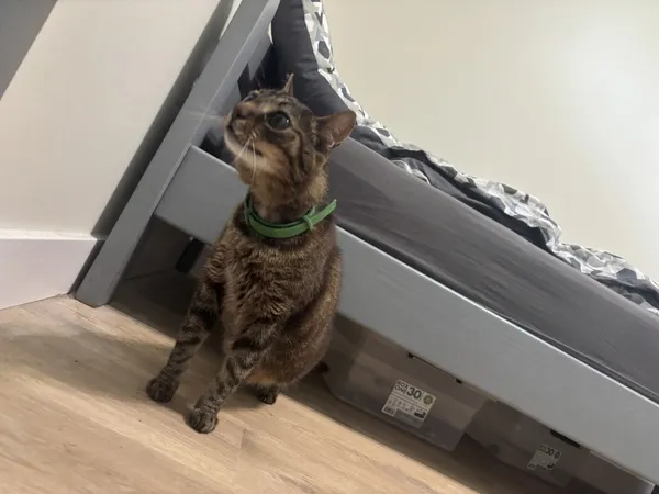 Zaginął kot, Łódź, 22 grudnia 2025