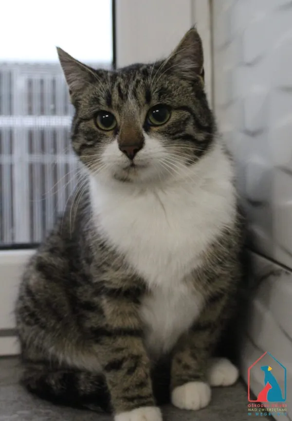 Kot do adopcji, Grudziądz, 28 listopada 2025