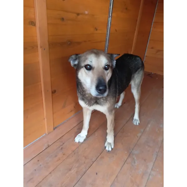 Znaleziono psa, Białystok, 21 grudnia 2025