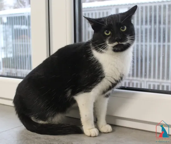 Kot do adopcji, Grudziądz, 28 listopada 2025