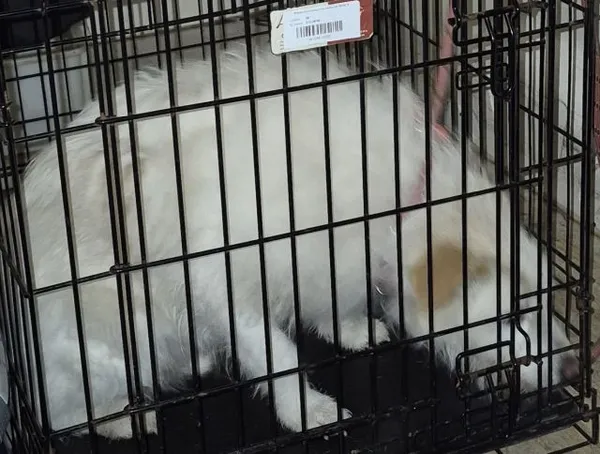 Znaleziono psa, Radom, 20 grudnia 2025