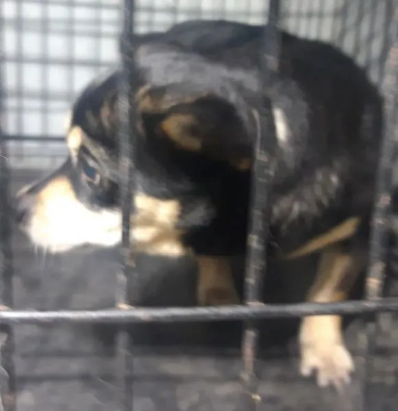 Znaleziono psa, Radom, 12 grudnia 2025