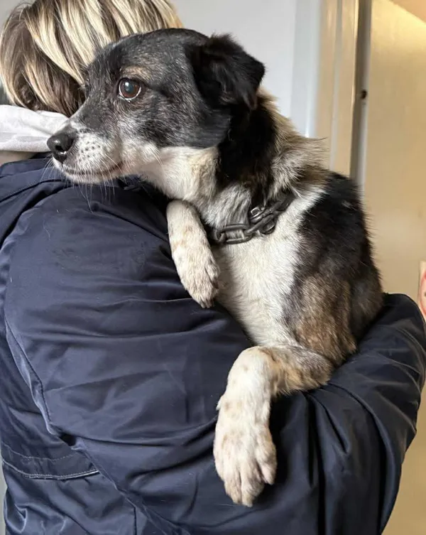 Znaleziono psa, Lublin, 22 grudnia 2025