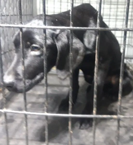 Znaleziono psa, Radom, 18 grudnia 2025