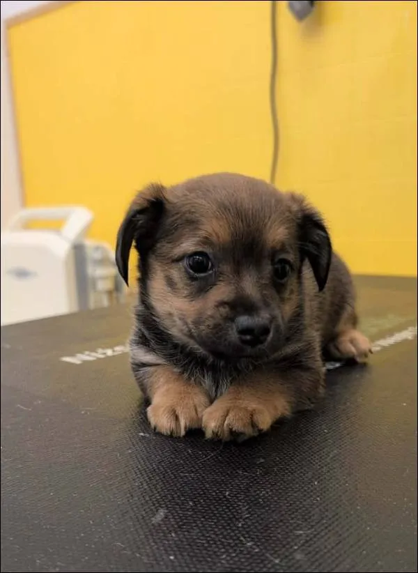 Znaleziono psa, Grudziądz, 22 grudnia 2025