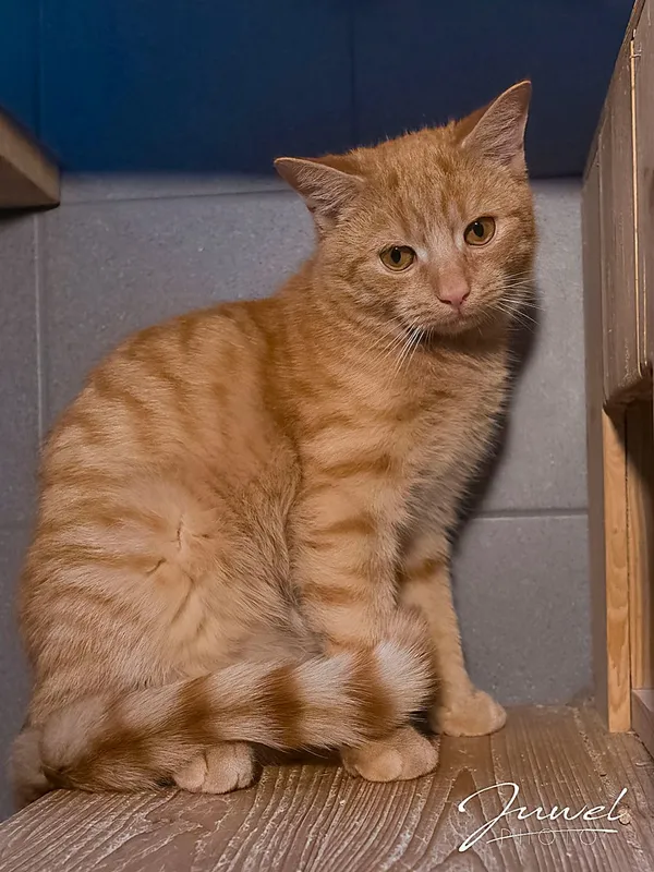 Kot do adopcji, Sopot, 23 grudnia 2025 (1/4)