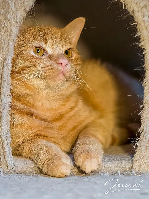 Kot do adopcji, Sopot, 23 grudnia 2025 (4/4)