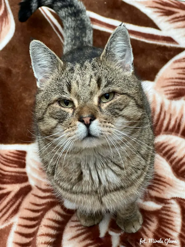 Kot do adopcji, Bydgoszcz, 23 grudnia 2025 (1/3)