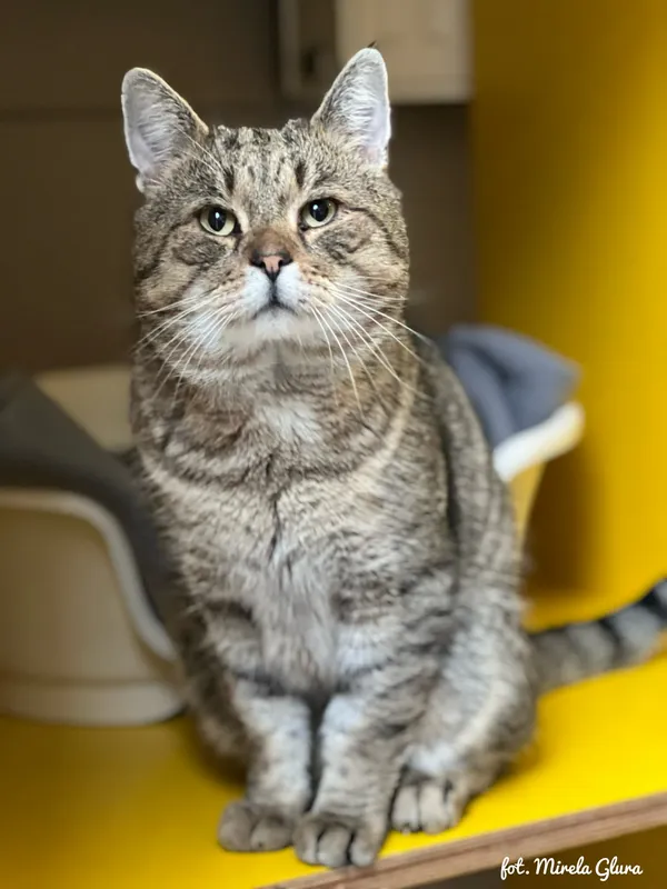 Kot do adopcji, Bydgoszcz, 23 grudnia 2025 (2/3)