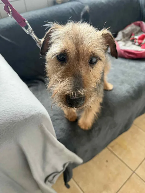 Pies do adopcji, Orzechowce, 17 grudnia 2025 (3/5)