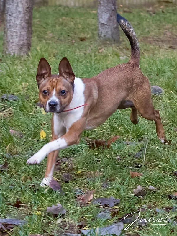 Pies do adopcji, Sopot, 23 grudnia 2025 (1/2)