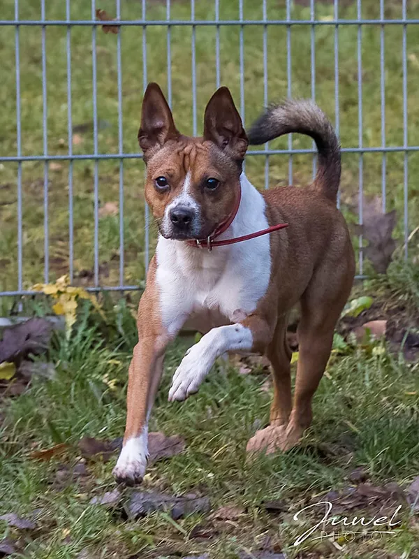 Pies do adopcji, Sopot, 23 grudnia 2025 (2/2)