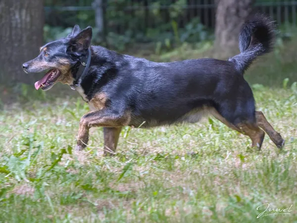 Pies do adopcji, Sopot, 22 grudnia 2025 (4/5)