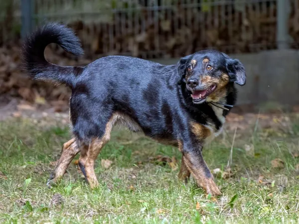 Pies do adopcji, Sopot, 22 grudnia 2025 (5/5)