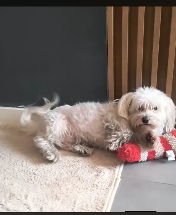 Zaginął pies, Międzyborów, 23 grudnia 2025 (2/3)